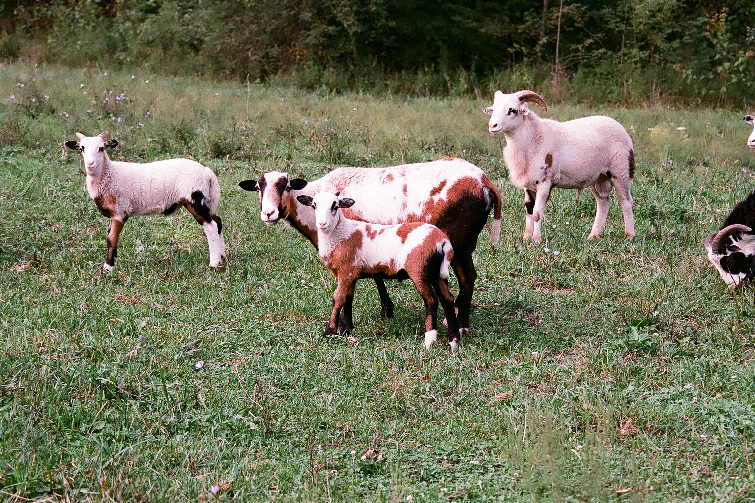 Painted Sheep