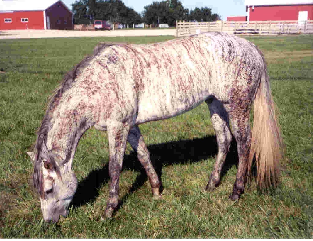 white brindle horse