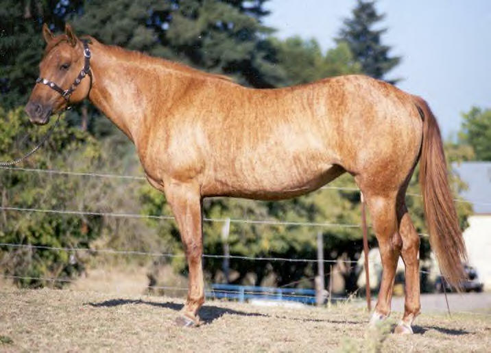 Horse Coat Colors, Patterns And Markings - Horses & Foals